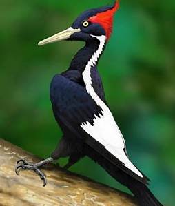 Ivory-Billed Woodpecker Close To EXTINCTION.