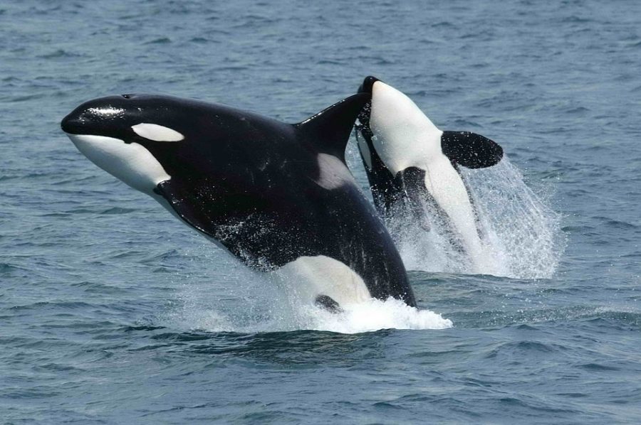 Breaching Ocean Killer Whales Jumping Mammal Orcas