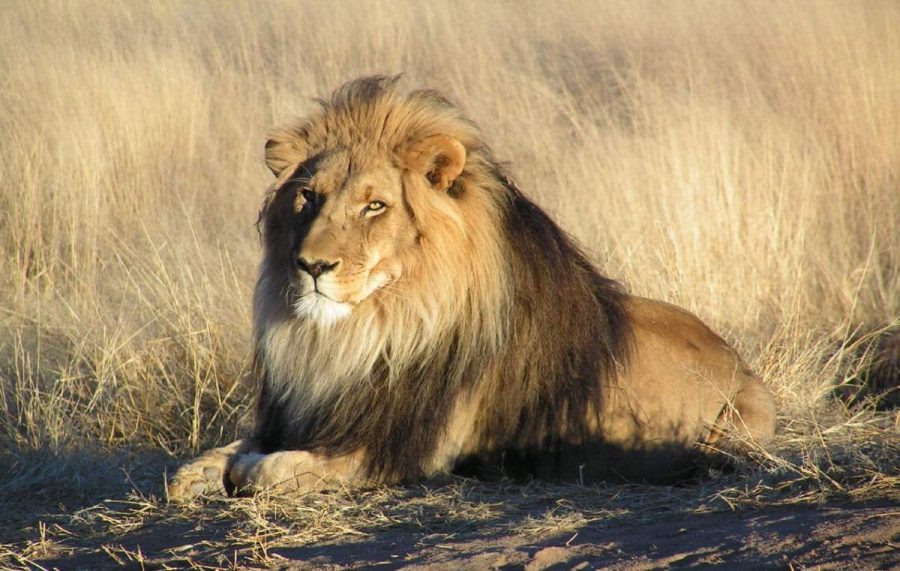 Suspected Poacher Gets Mauled by Lions