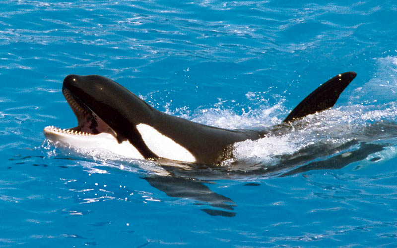 Killer Whale Learns How To Mimic Human Speech