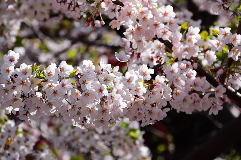 Cherry+Blossom+Season+in+Japan