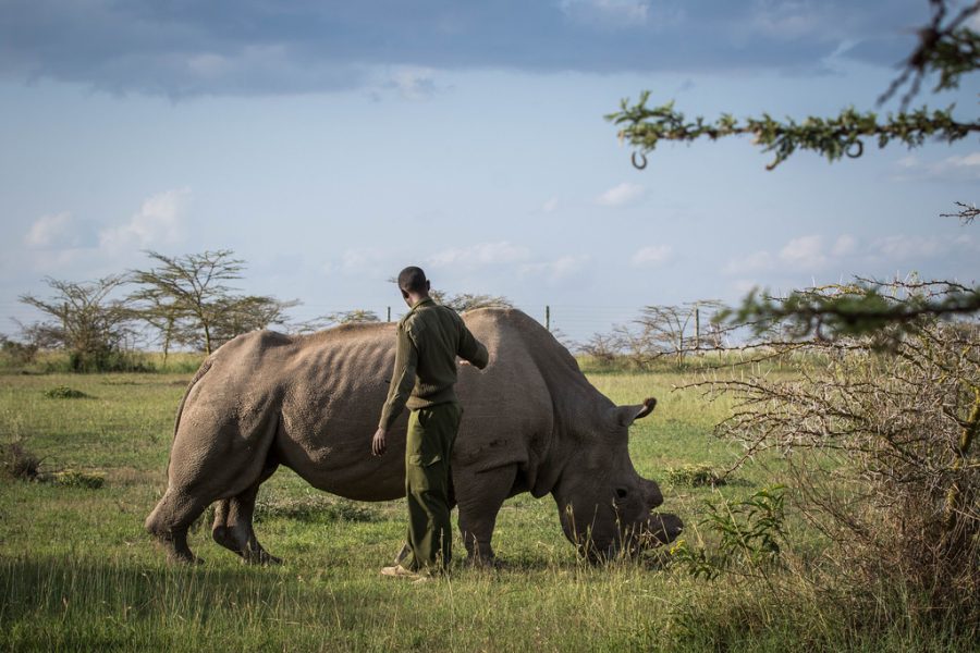 Last Northern Male White Rhino Has Died