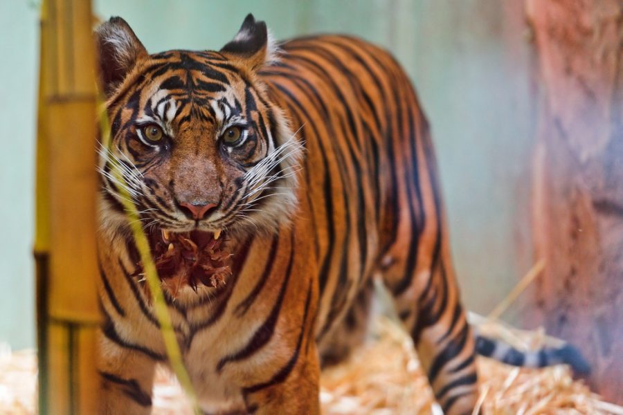 Sumatran tiger is confused as shape shifter