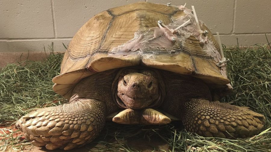 $4,000 repair for Tortoises cracked shell