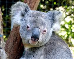 Pair of Koalas arriving at the Santa Barbara Zoo!