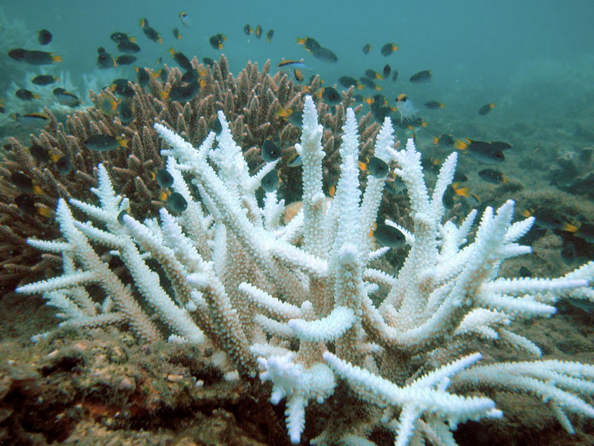 The Great Barrier Reef Ceasing To Exist