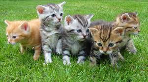 10 Facts about kittens!
