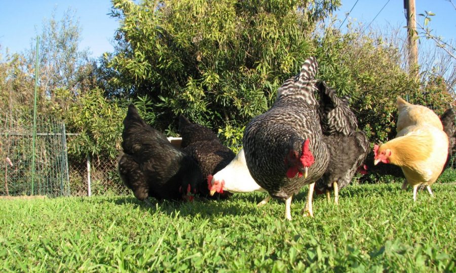 How to Raise Chickens in a Suburban Backyard