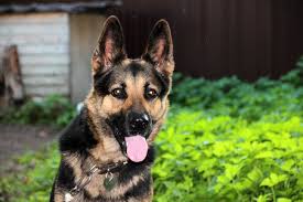 10 facts about German Shepherds