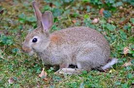11 facts about rabbits!