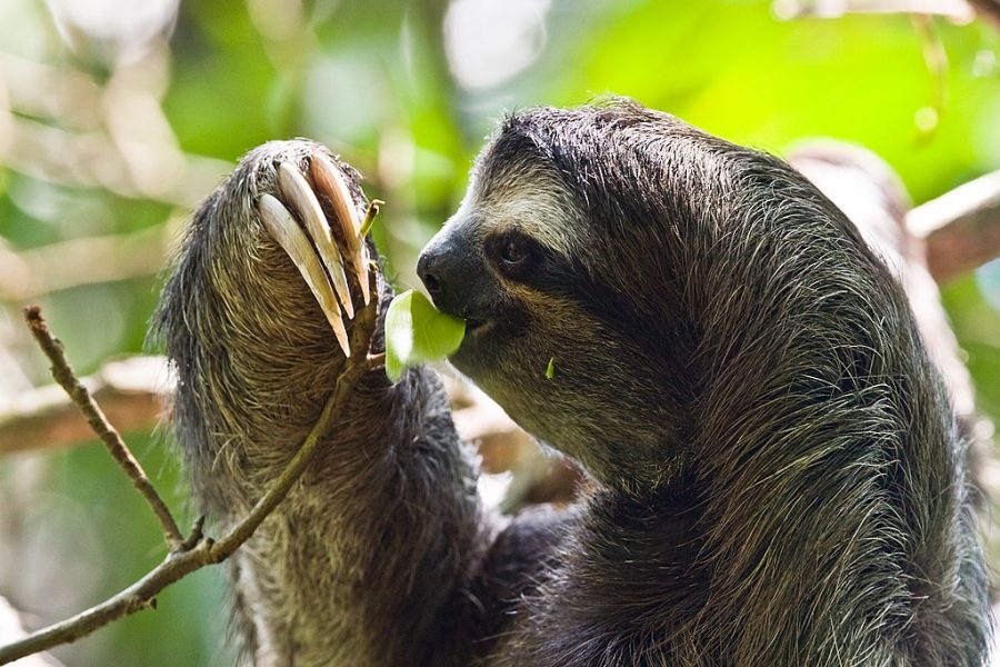 10 Facts about Sloths!