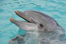 Facts about Dolphins