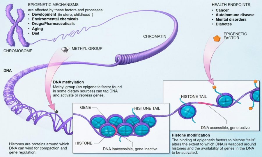 What Is Autoimmune?