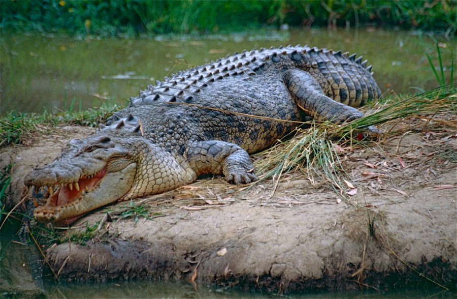 Saltwater+Crocodile