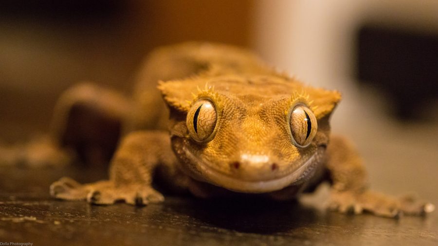 Facts About Crested Geckos