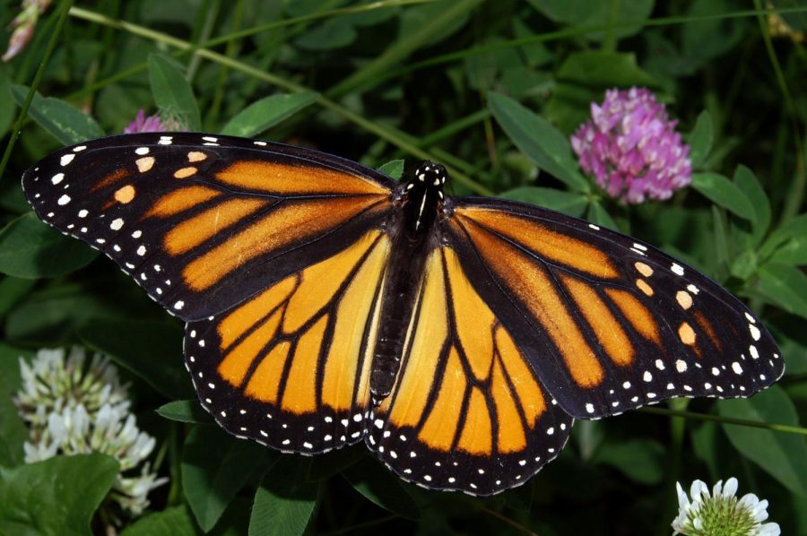 Why Are Butterflies Migrating to California?