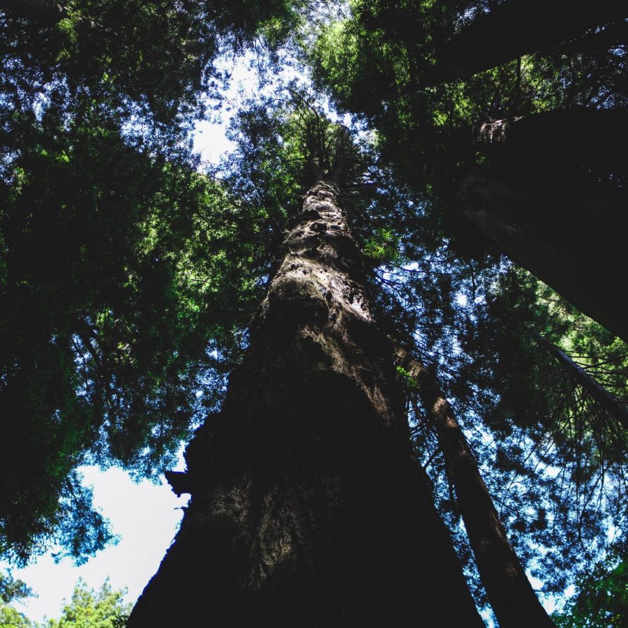 Redwood+Trees