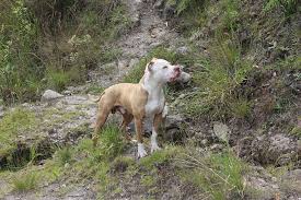 American Pitbull terrior