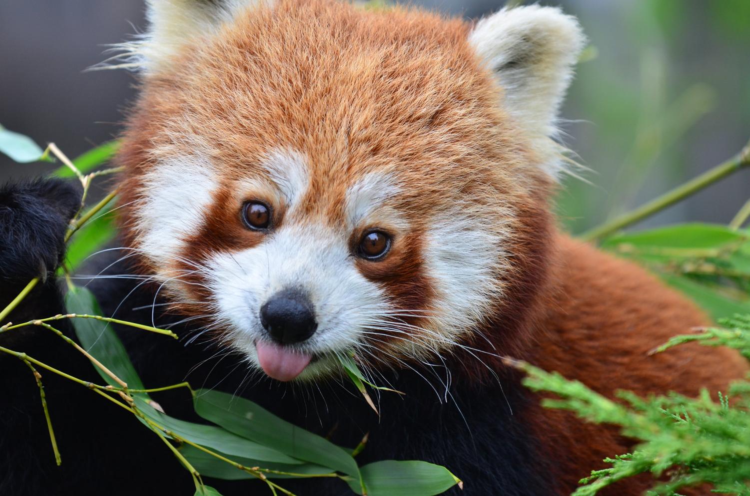 Red Pandas – The Voyager