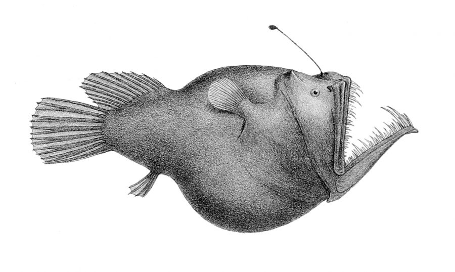 What is an Angler Fish?