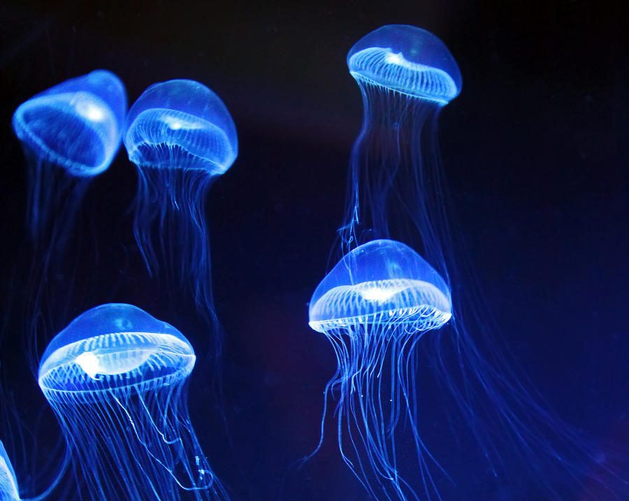 Beauties of Blue Moon Jellyfish
