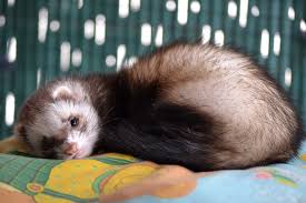 Ferret