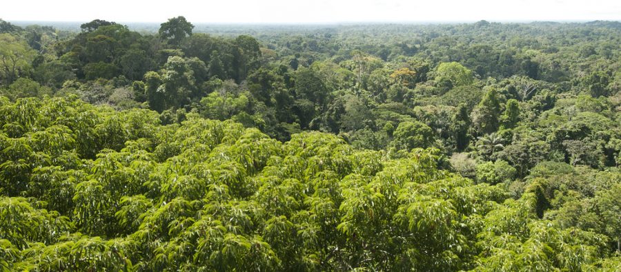 The+Amazon+Rainforest