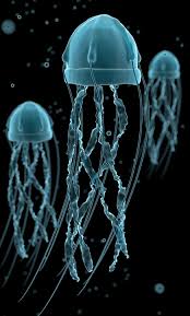 Facts about box jellyfish
