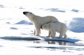 10 Facts about Polar Bears
