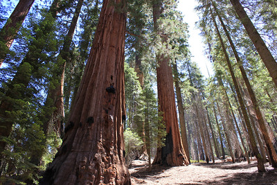 Giant Sequoia Trees