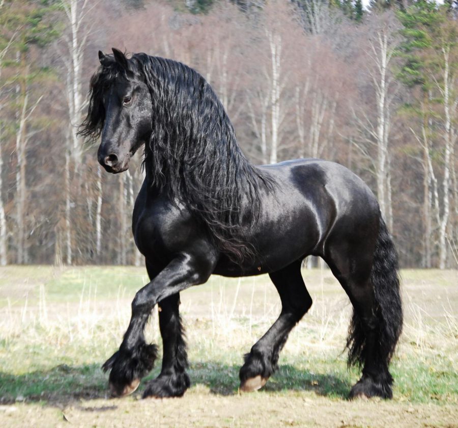 Friesian+horse