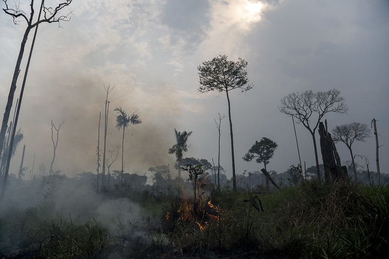 The Amazon Rainforest After New Presidents First Year in Office