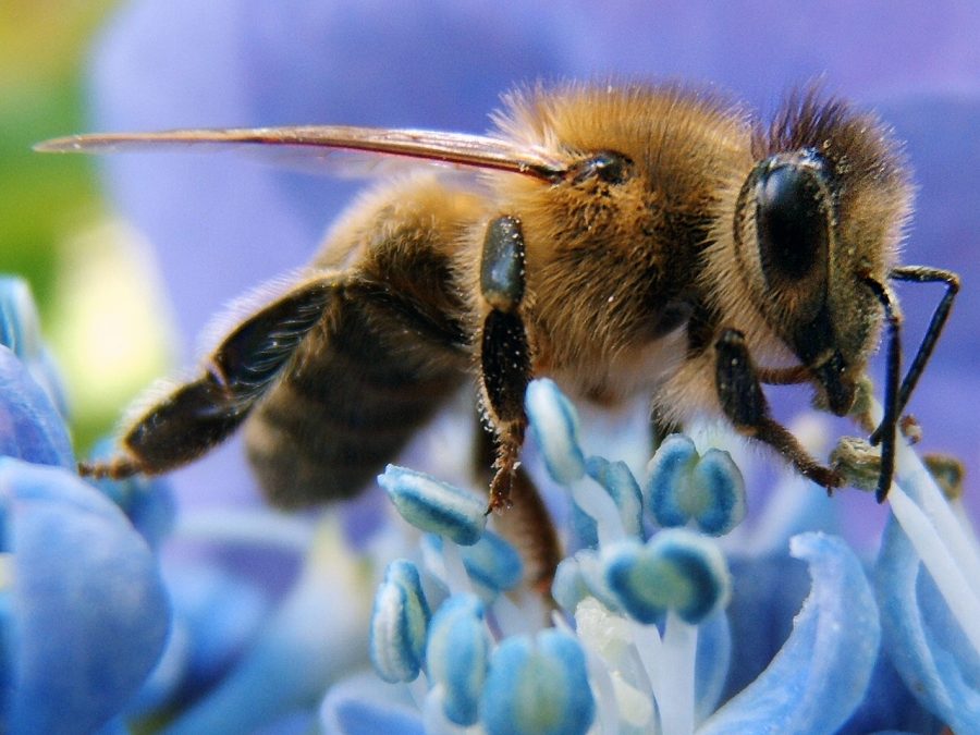 Honey Bee Facts!!