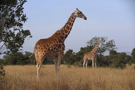 Facts about Giraffes